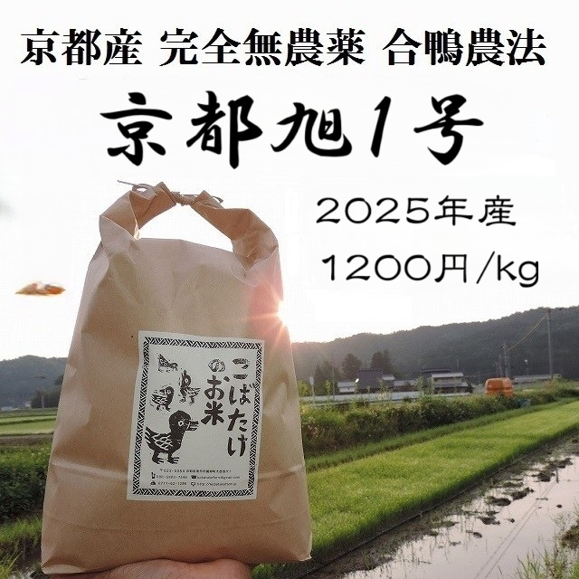 2025年産【新米】　完全無農薬『京都旭１号』合鴨農法